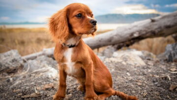 Bonjour tout le monde !